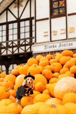 かぼちゃに囲まれて