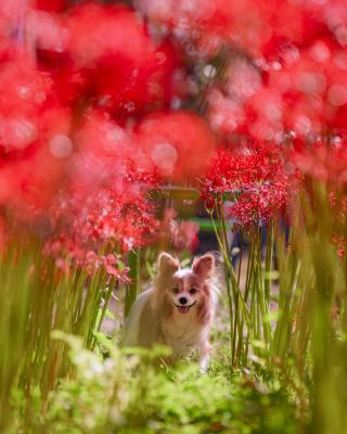 彼岸花のアーチ