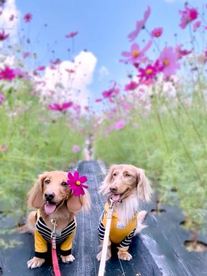 コスモスの花飾り