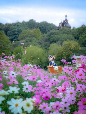 ジブリパークとコスモス