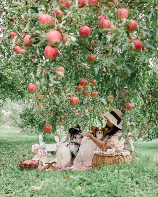 ママと一緒にりんご狩