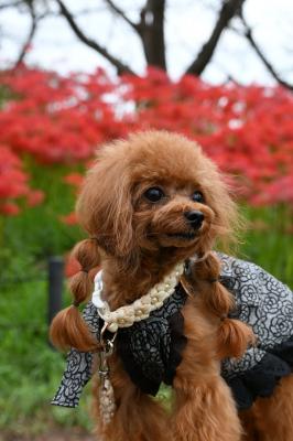 初めての曼珠沙華