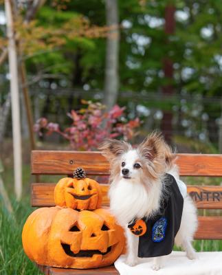 かぼちゃさんと