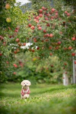 りんご畑でランラン