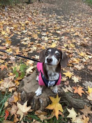 星のじゅうたんに包まれて