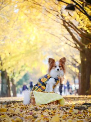 イエローのせかい