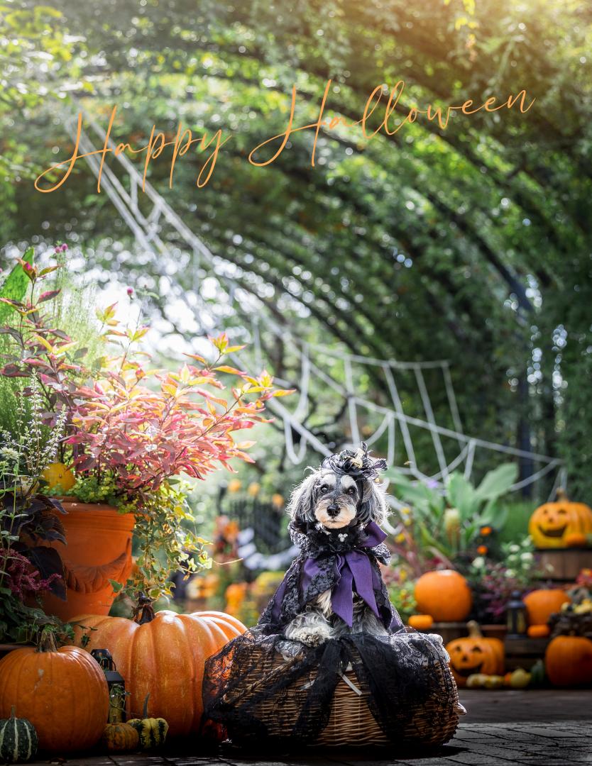 ハロウィン