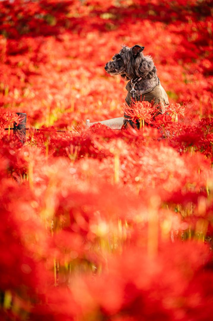 燃ゆる曼珠沙華