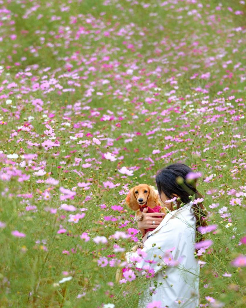 秋桜とママとわたち✨