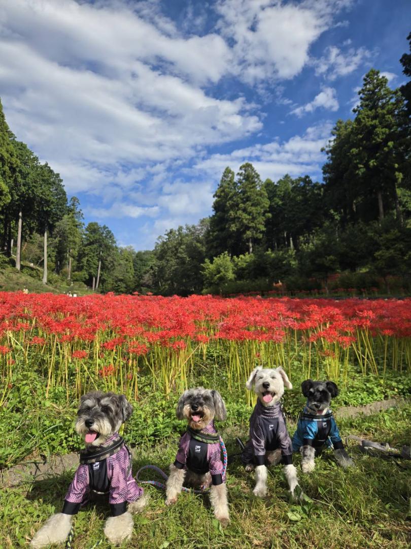 シュナ登山部ハイキング