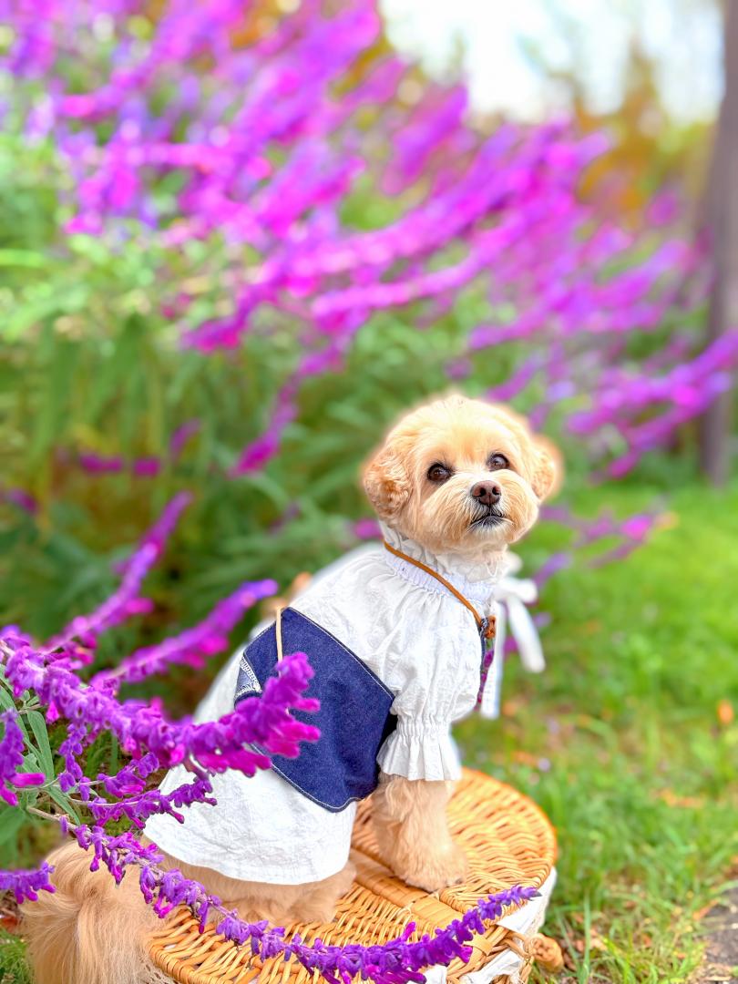 秋色