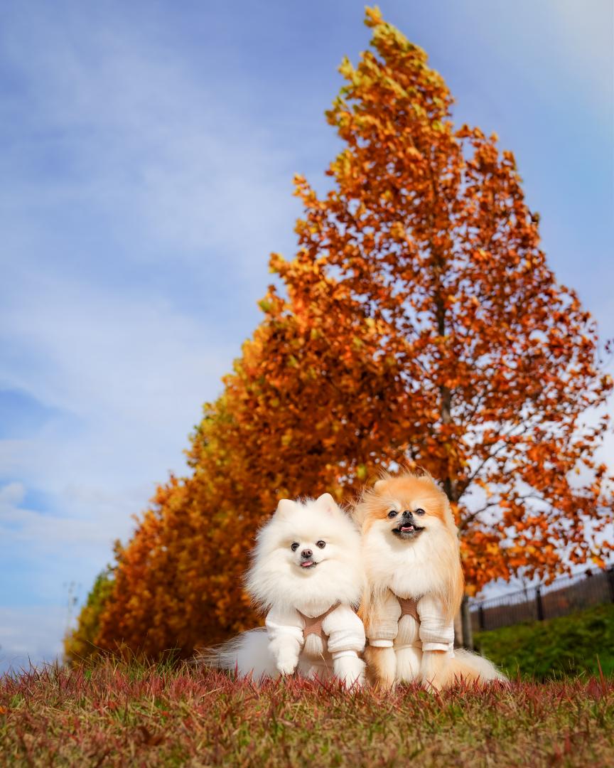 青空と紅葉とイチとコッペ