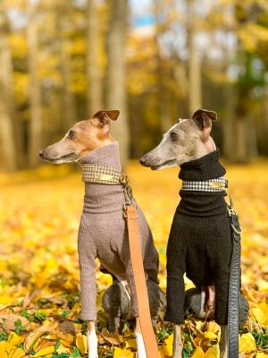 イタグレ達の季節