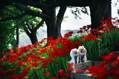 彼岸花とルナとコト