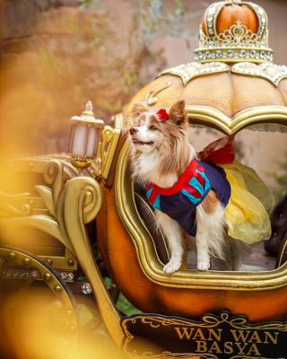 りんごもいいけどかぼちゃもね♡