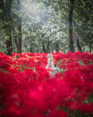 森の中の彼岸花