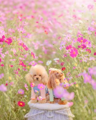 夕散歩のコスモス