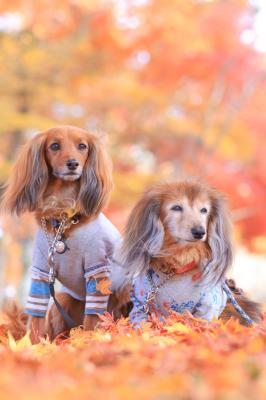 紅葉の絨毯