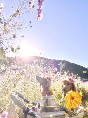 朝花輝くコスモス畑