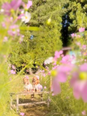 コスモスに囲まれて