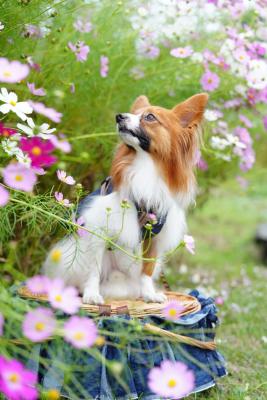 コスモスってきれいだね