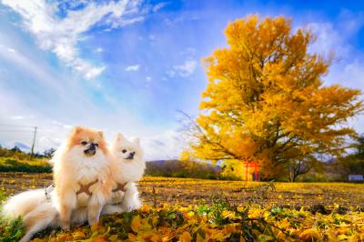 白幡のいちょうとイチとコッペ