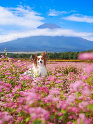 パン君～高嶺ルビーと富士山～