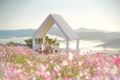 雲の上のコスモス畑