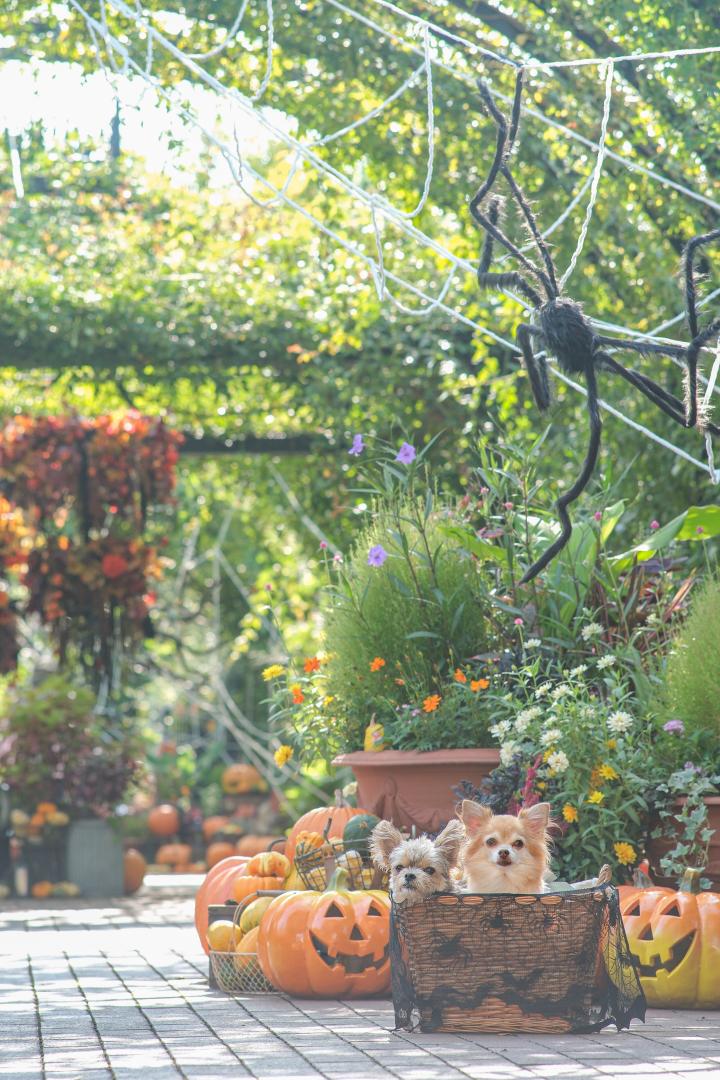 ハロウィンガーデンとハナコタ