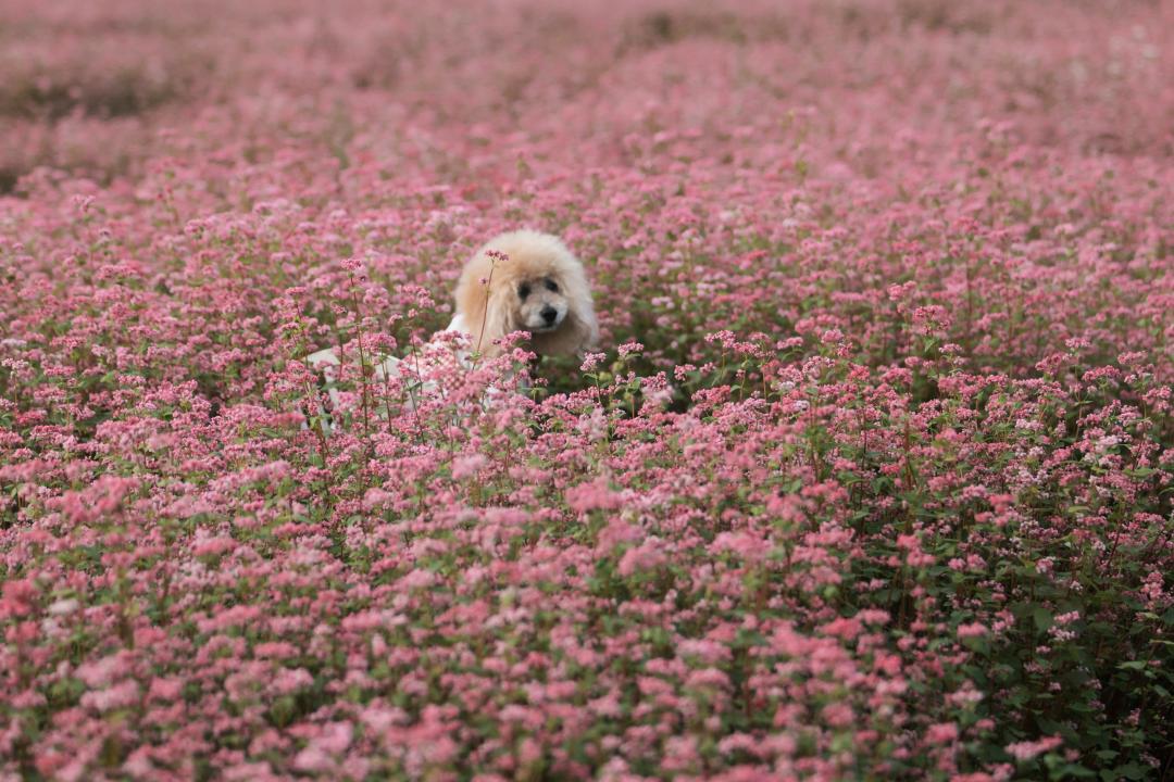 一面のそば畑