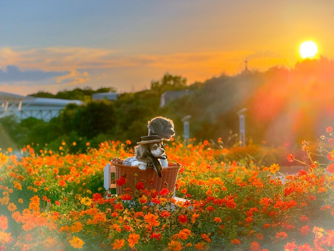 夕焼けに浮かぶキバナコスモス