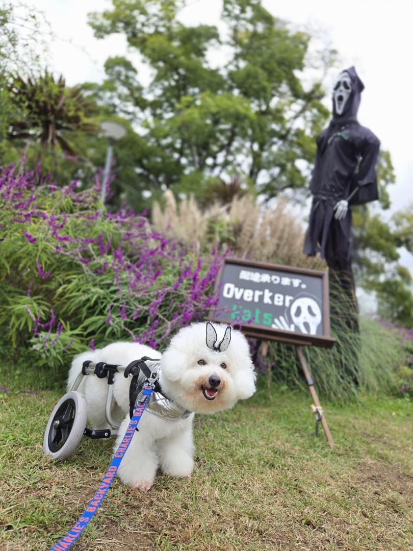 HAPPYHalloween