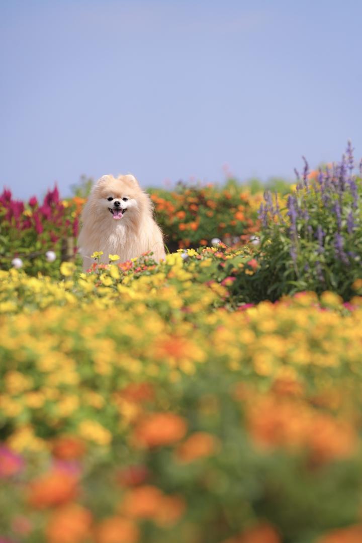 秋色のお花畑に埋もれて
