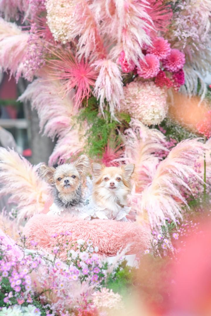 お花のフォトブースで