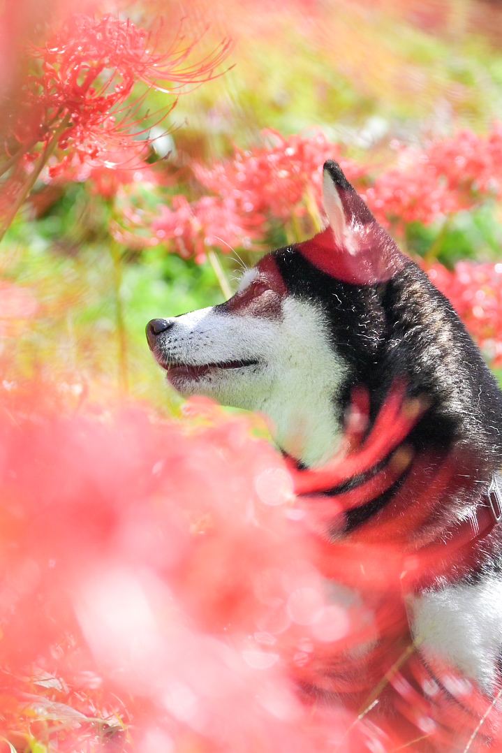 横顔美人