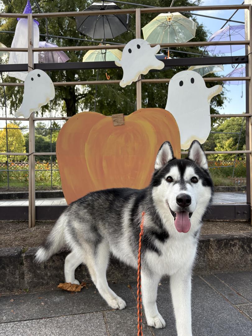 Happy Halloween