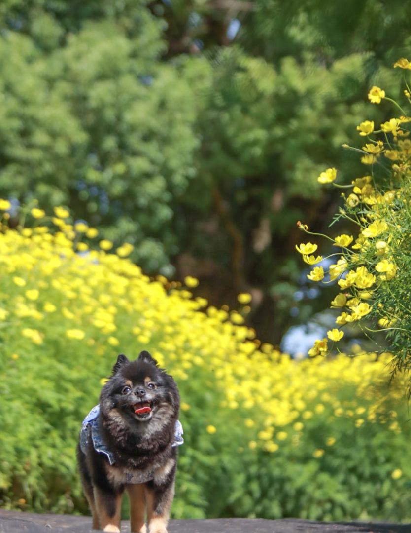 笑顔の花道