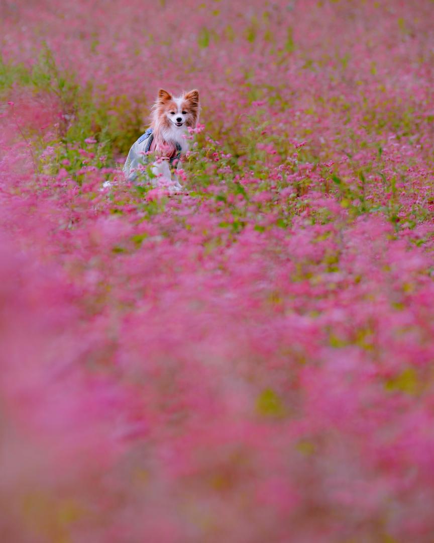 赤そばの花と