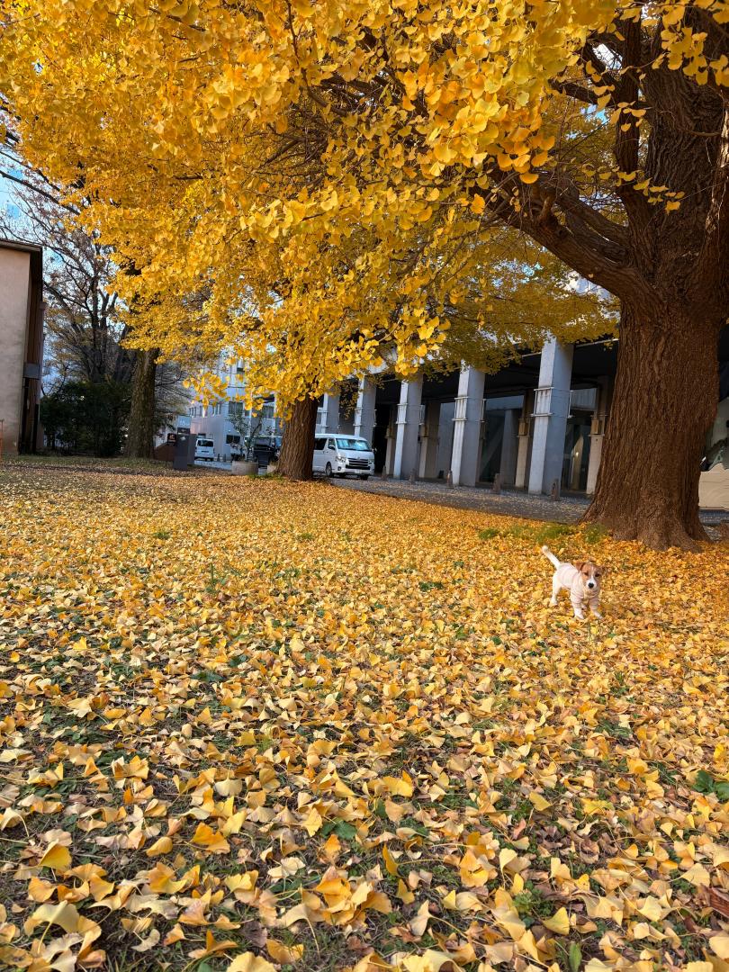 生まれて初めての秋