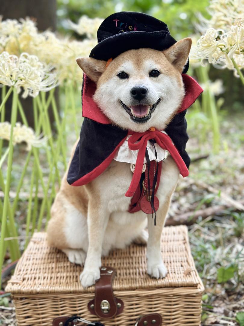 白い曼珠沙華