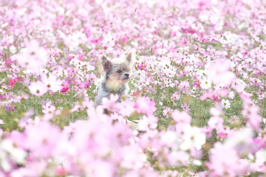 満開のコスモスと