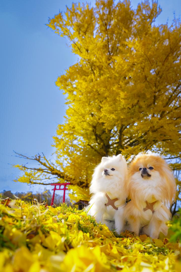 白幡のイチョウとイチとコッペ