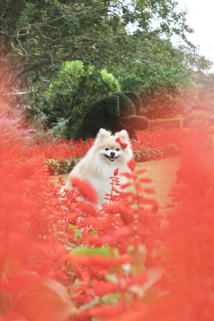 サルビア