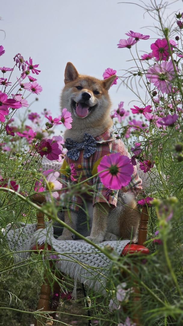 秘密の花園