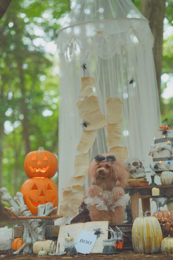 ハロウィンパーティーへようこそ