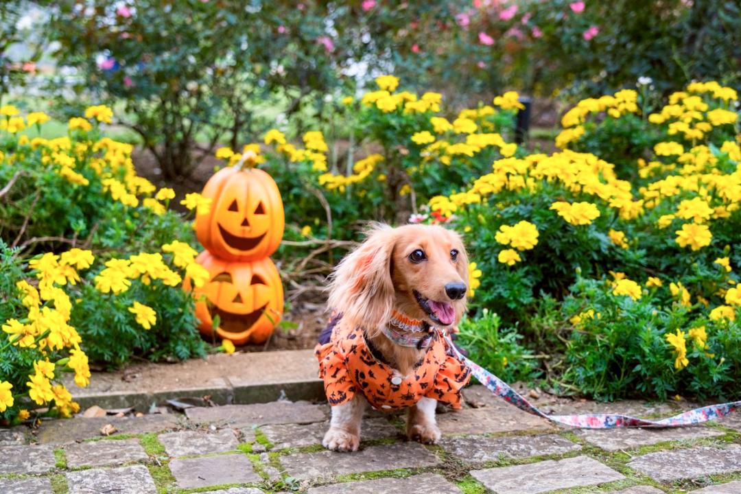 HappyHalloween