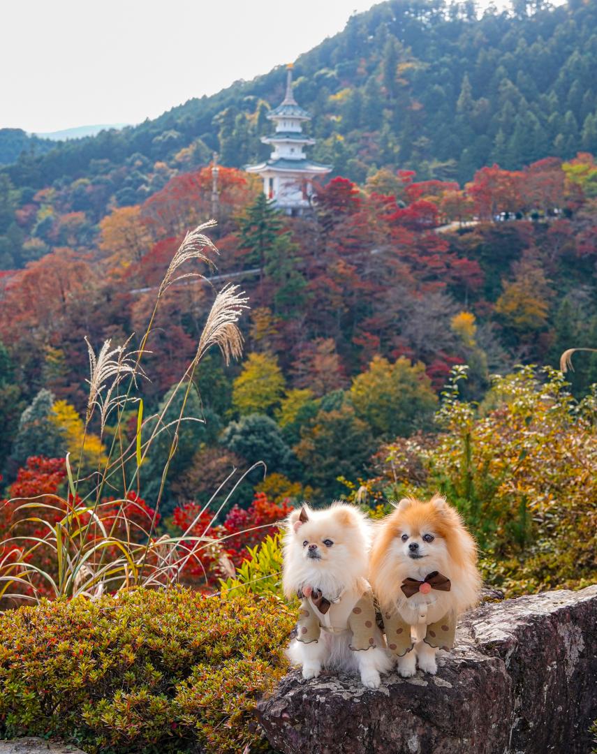 鳥居観音の紅葉
