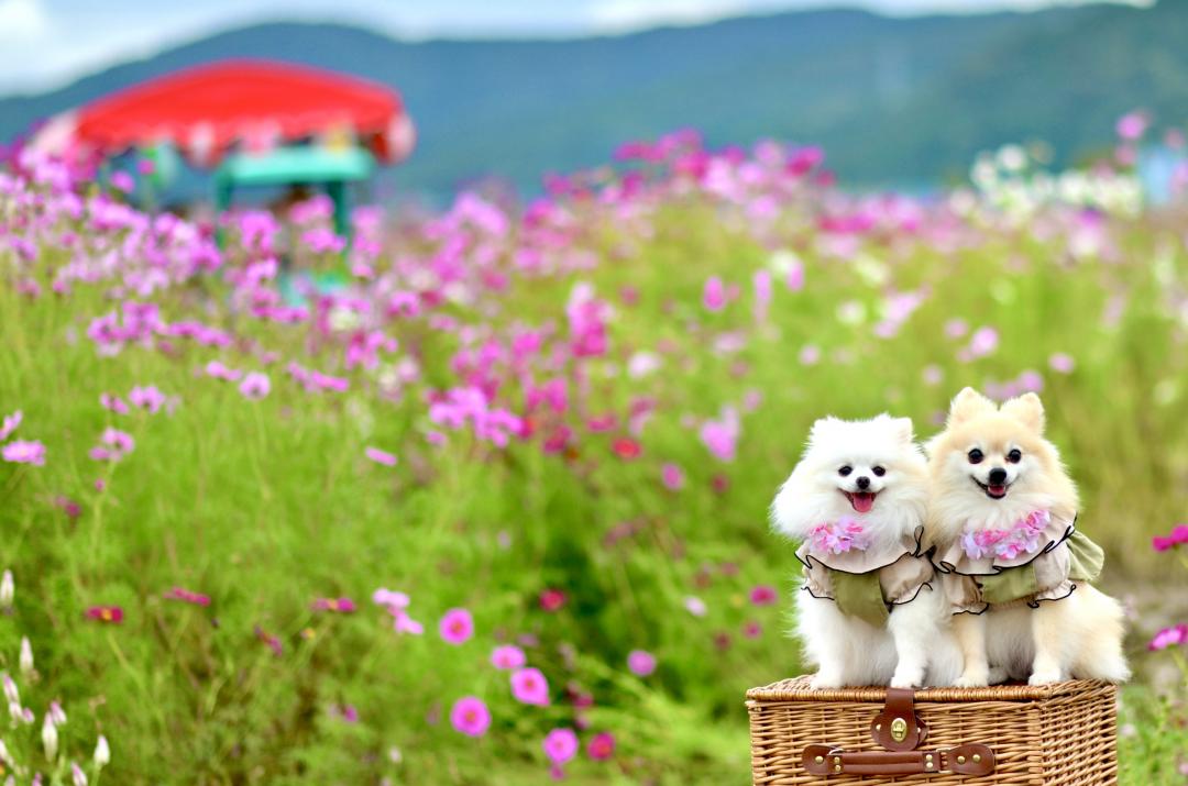 初めましてハナトラさん