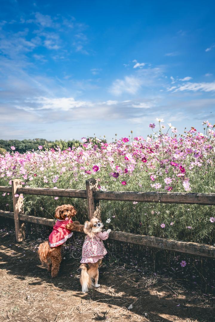 秋空と秋桜