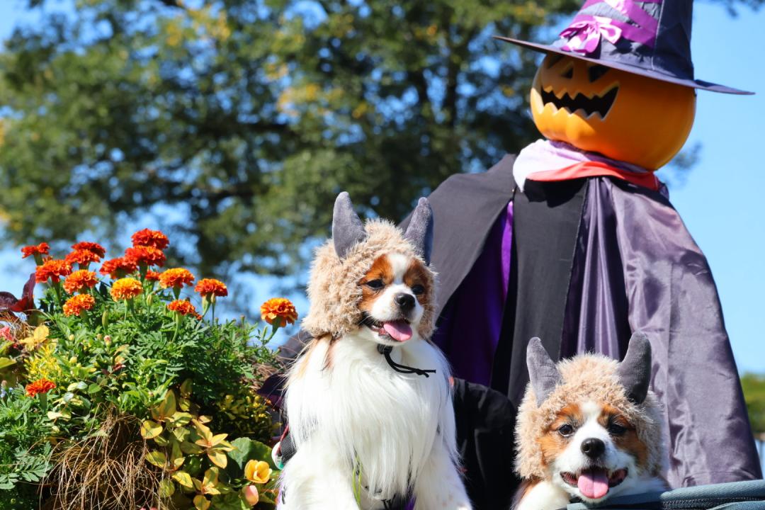 ハロウィン